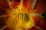 Day Lily_50013